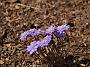 Hepatica nob.Multipetala